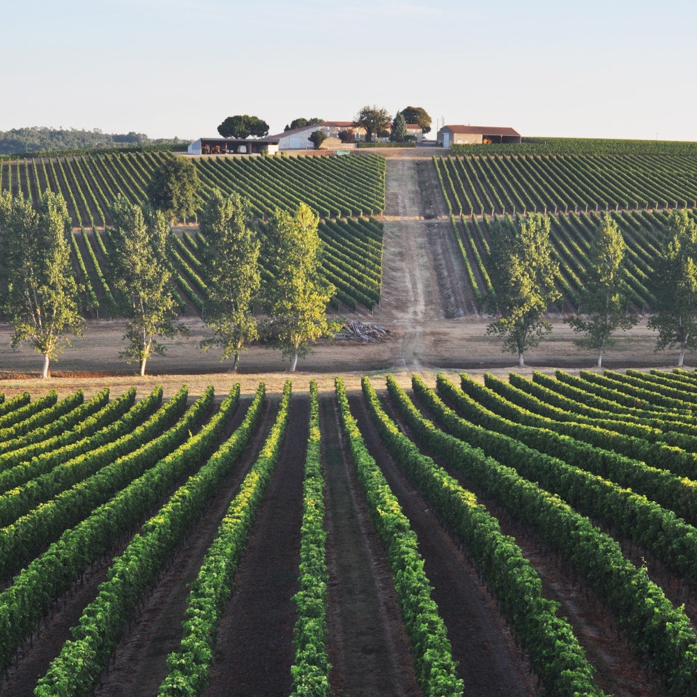 Ein Bild der Wienberge in der Region Bordeaux