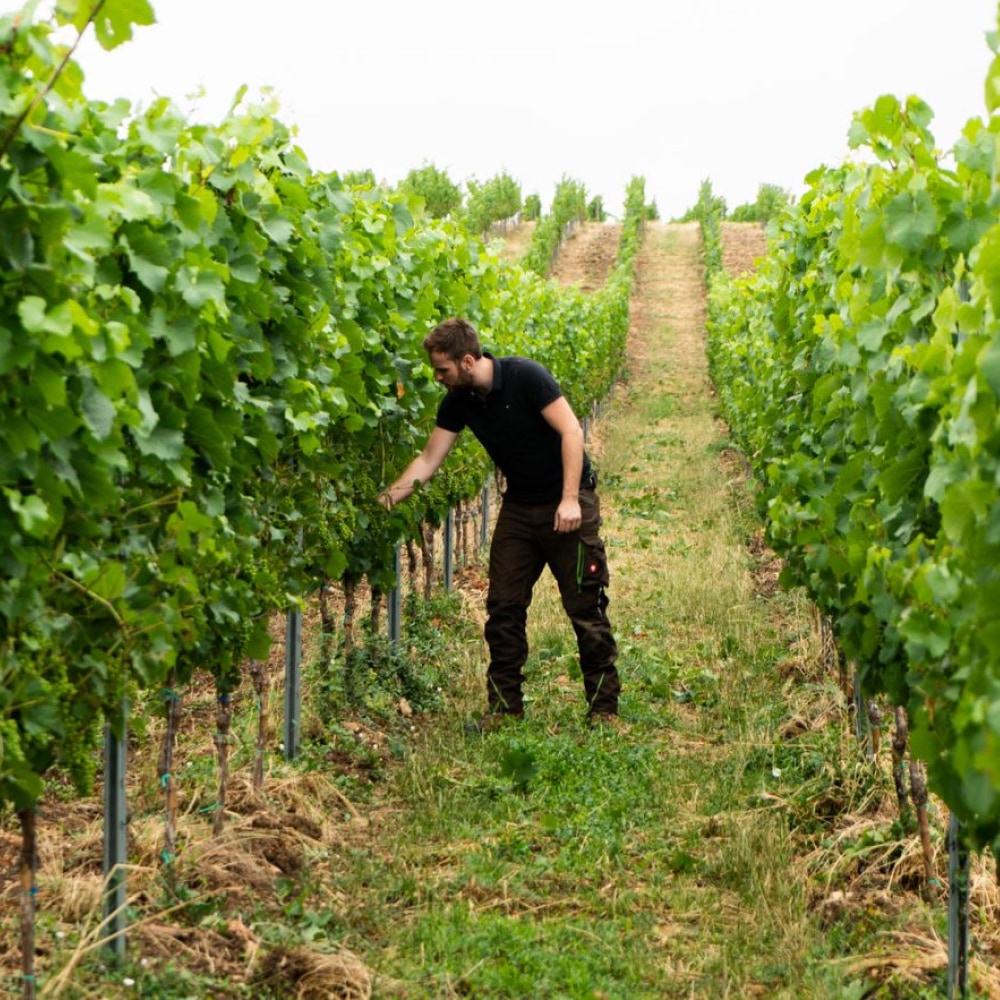 Unser Winzer Felix Mayer zwischen den Reben seines Weinberges