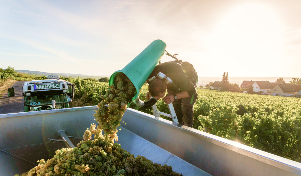 Mann welcher am Weinberg einen Tragekorb voller weißer Trauben in einen Anhänger schüttet