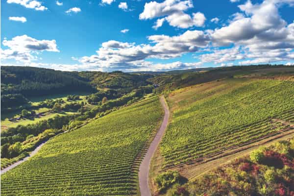 Ein Hang voller Weinreben, welche von einer Straße durchkreuzt werden