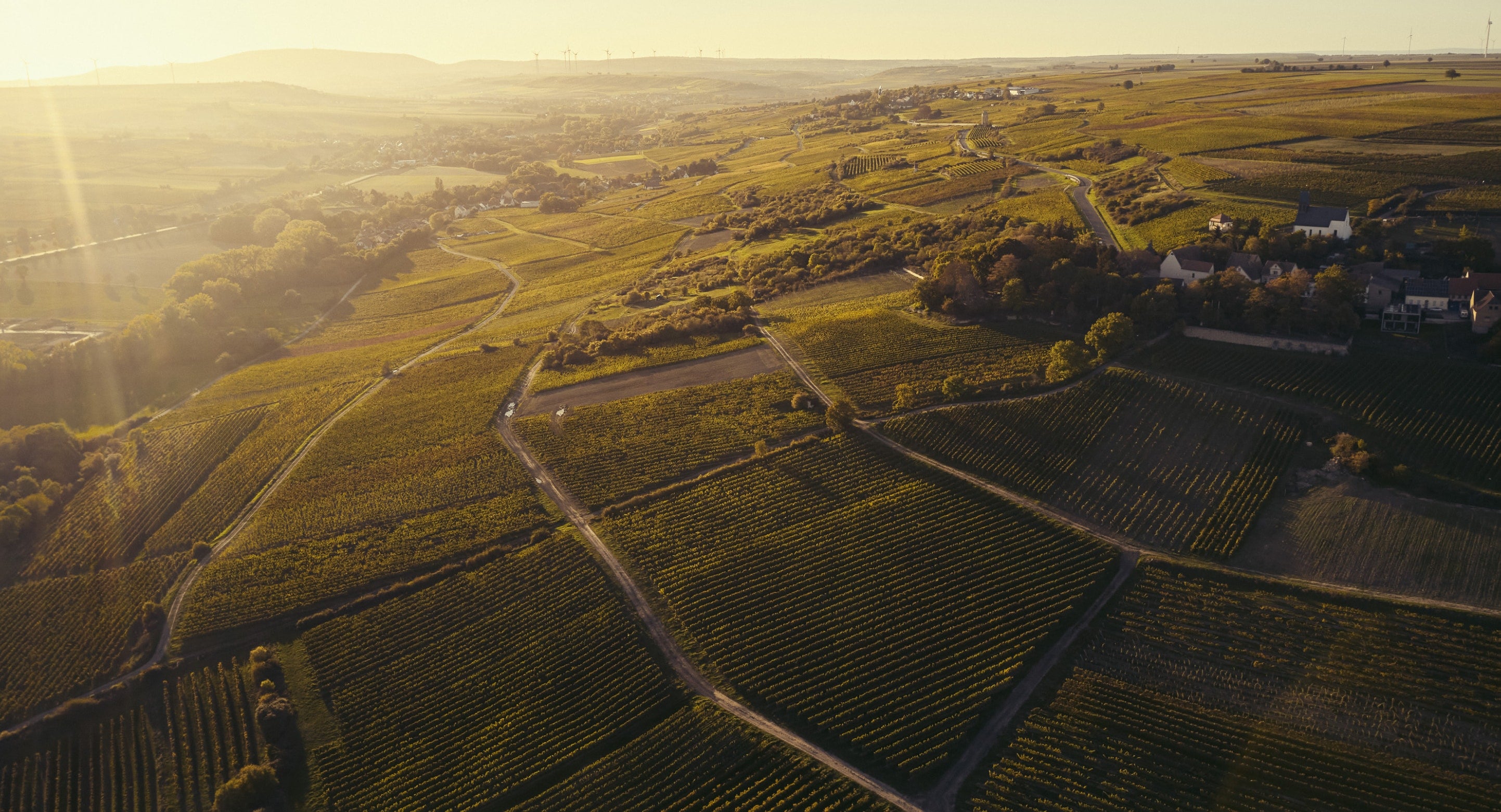 Ein Bild der Weinregion Rheinhessen