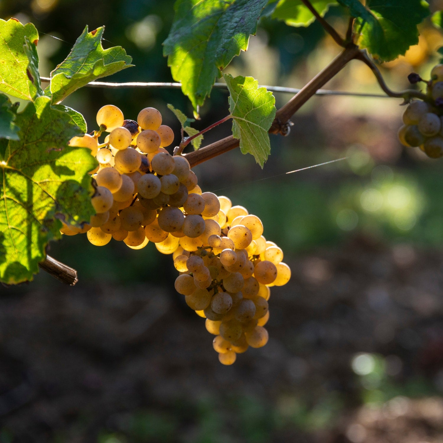 Ein Bild von Rieslingtrauben