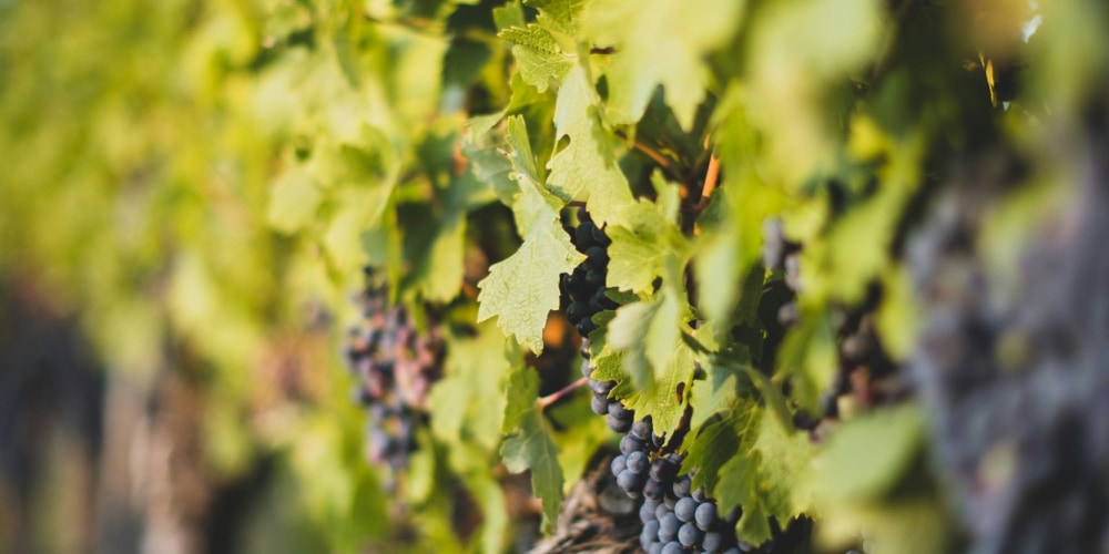 Ein Bild von Weinreben mit roten Trauben