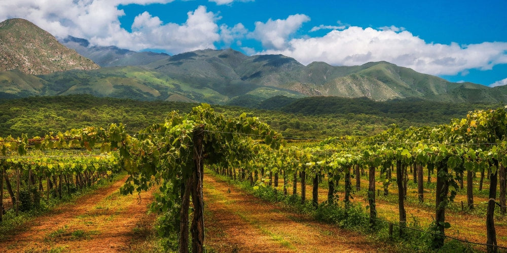 Ein Bild von grünen Weinbergen in der Sonne