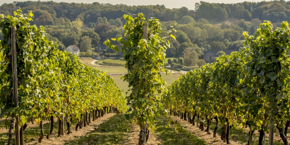 Ein Bild von grünen Weinreben
