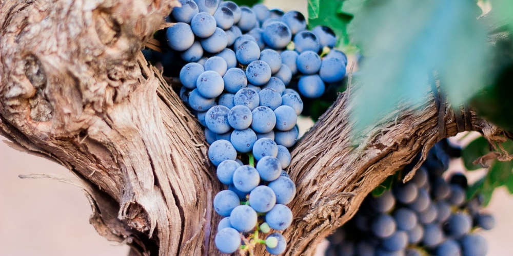 Ein Bild von roten Trauben einer alten Weinrebe
