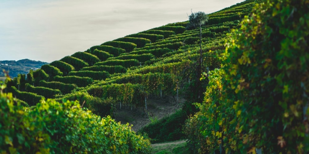 Ein Bild von grünen Weinbergen in der Sonne