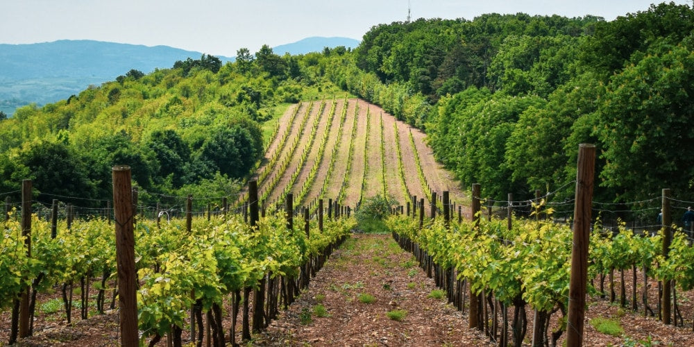 Ein Bild der Sicht zwischen den Weinreben auf den Weinberg