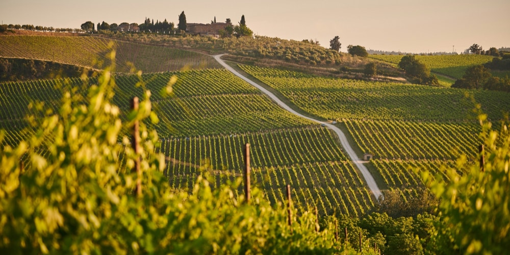 Ein Bild von grünen Weinbergen in der Sonne
