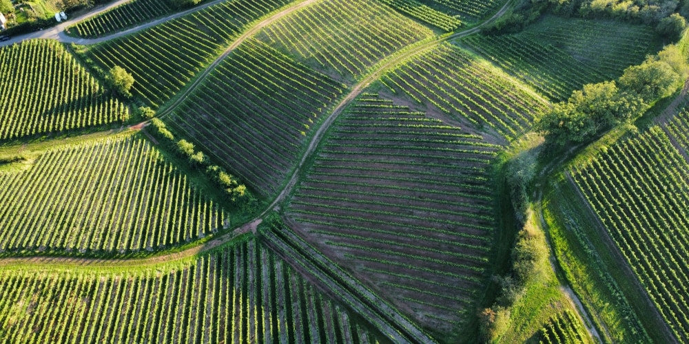 Ein Bild von grünen Weinbergen von oben