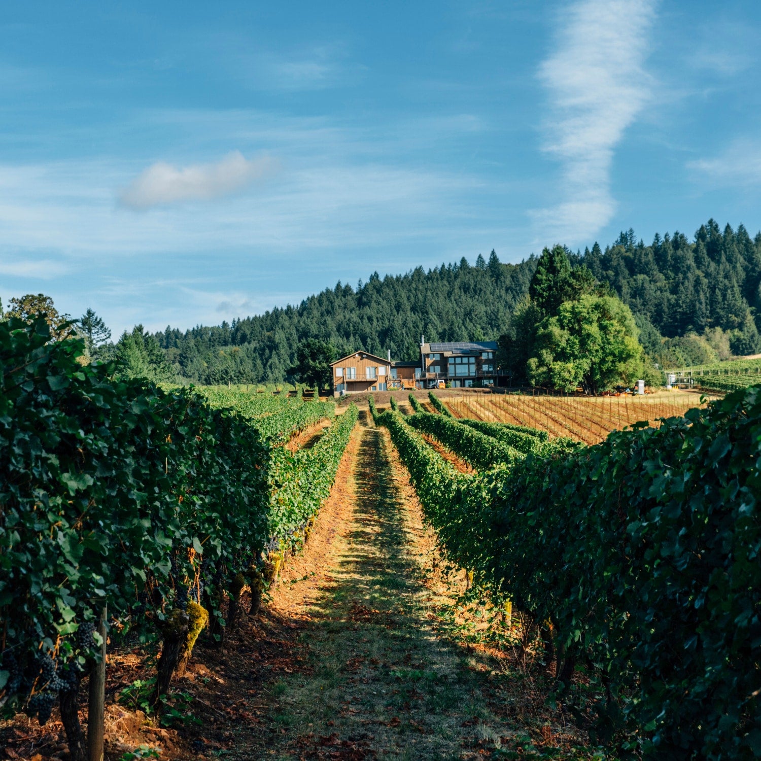 Ein Bild des Adlsheim Weinguts