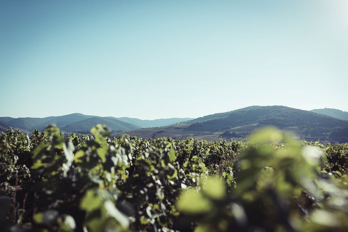 Wein aus dem Beaujolais