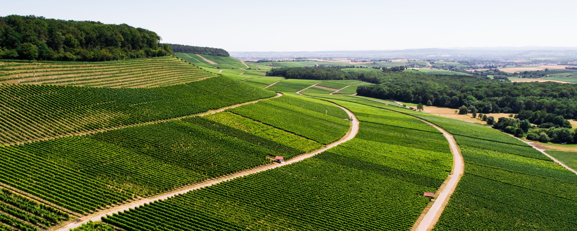 Wein aus Württemberg