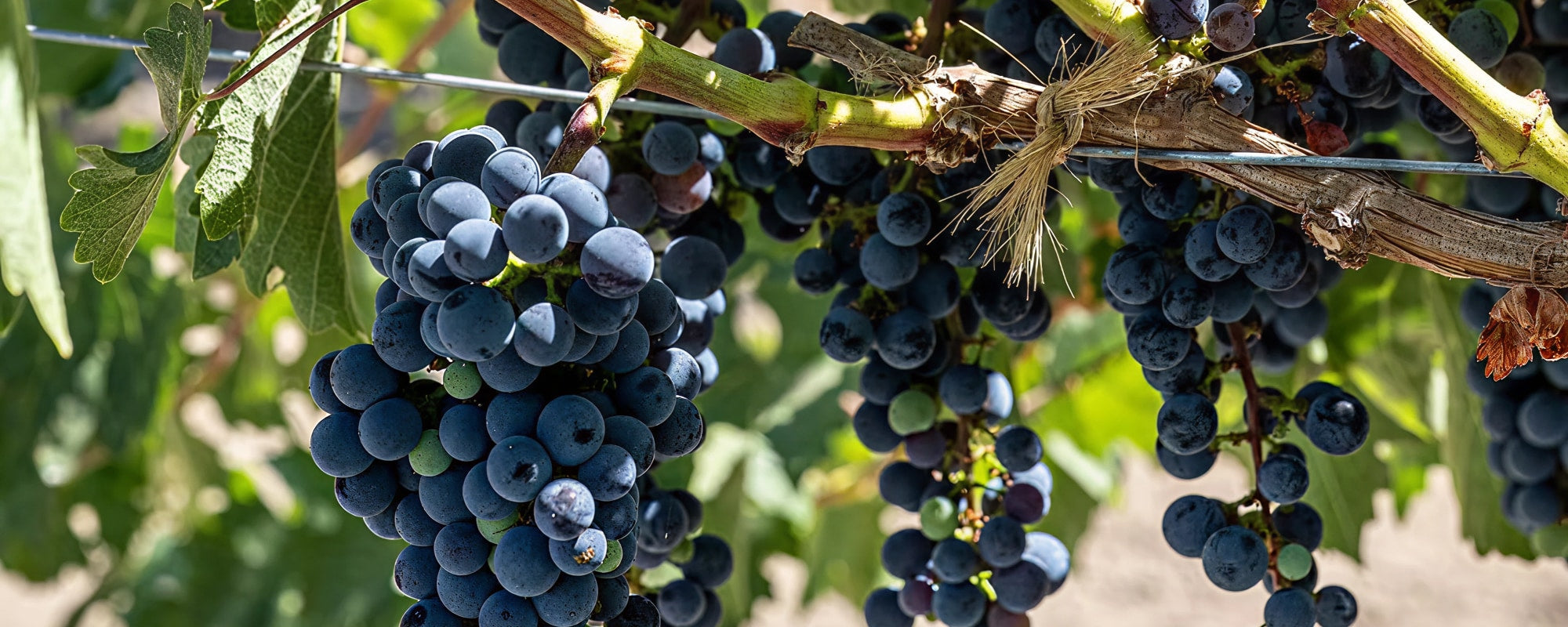 Wein aus Kalifornien