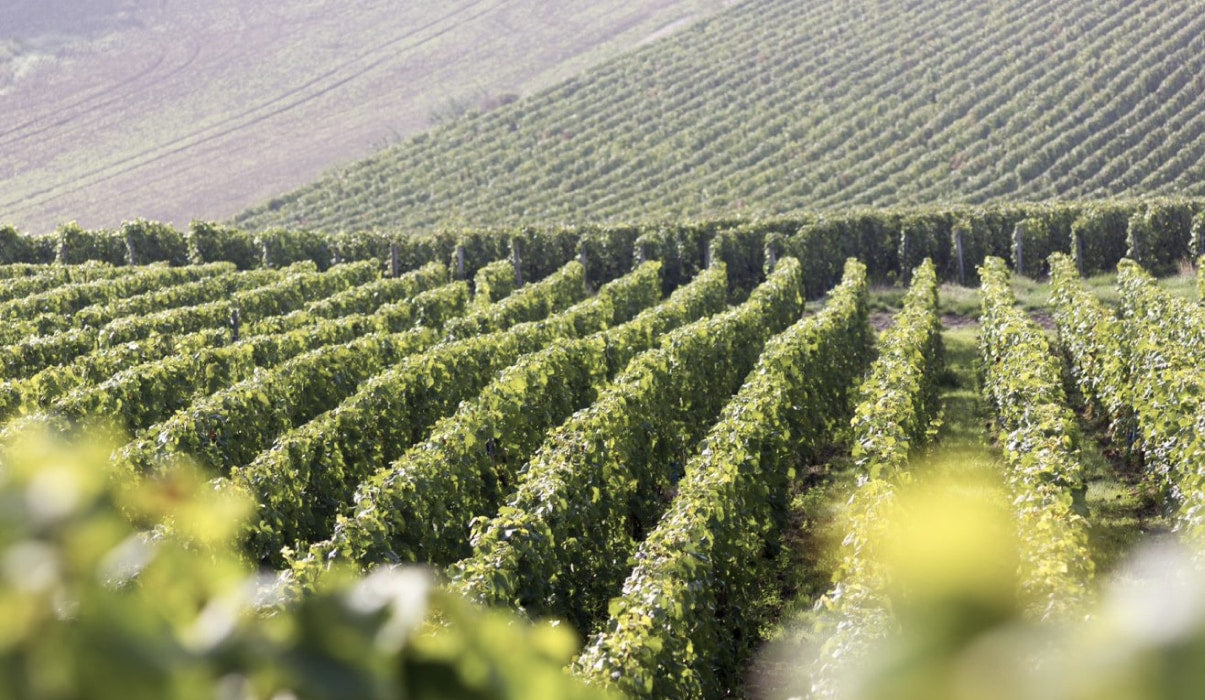 Wein aus der Champagne