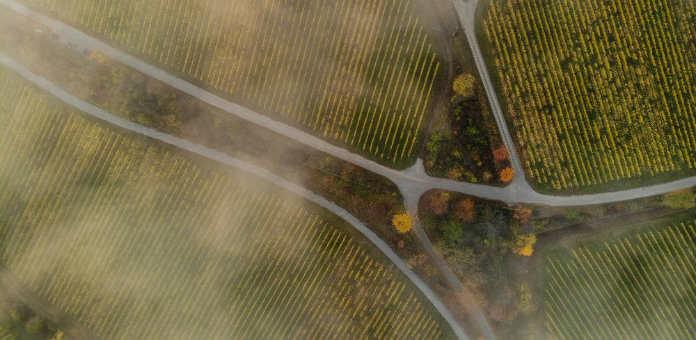 Gewürztraminer - die duftende Rebsorte mit Charakter