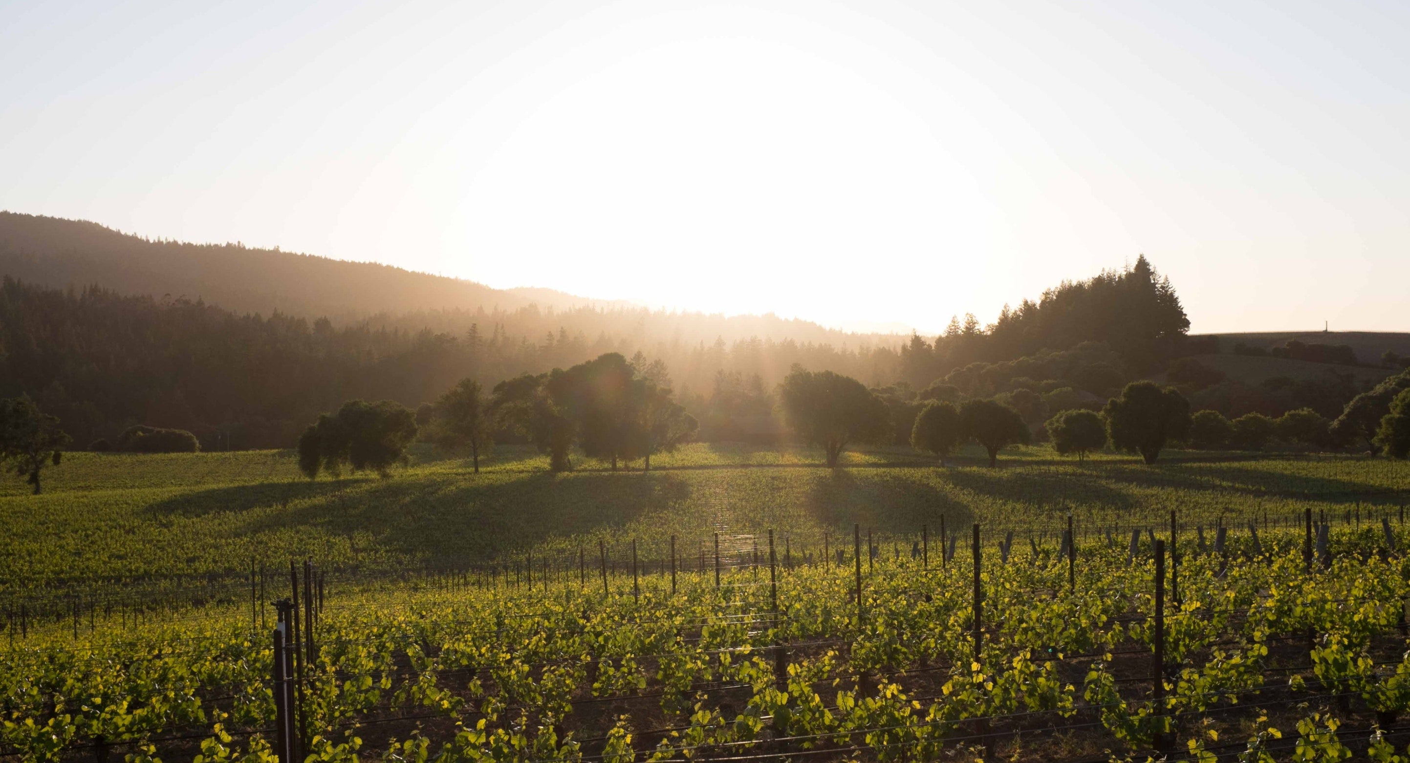 Weinfelder im Anderson Valley im Sonnenuntergang