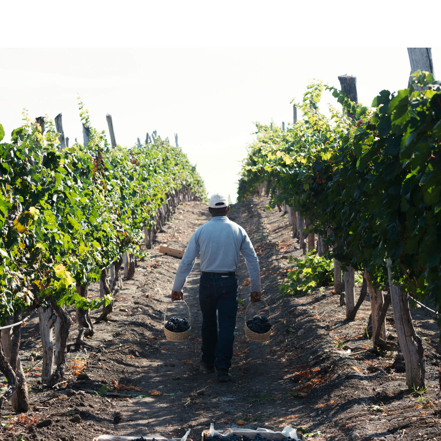 About Winemaking in Ecuador