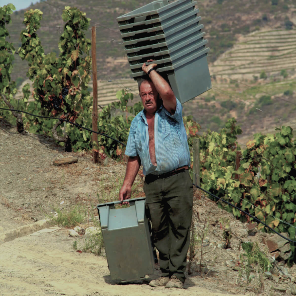 Ein Weinmitarbeiter mit Kisten für die Weinlese