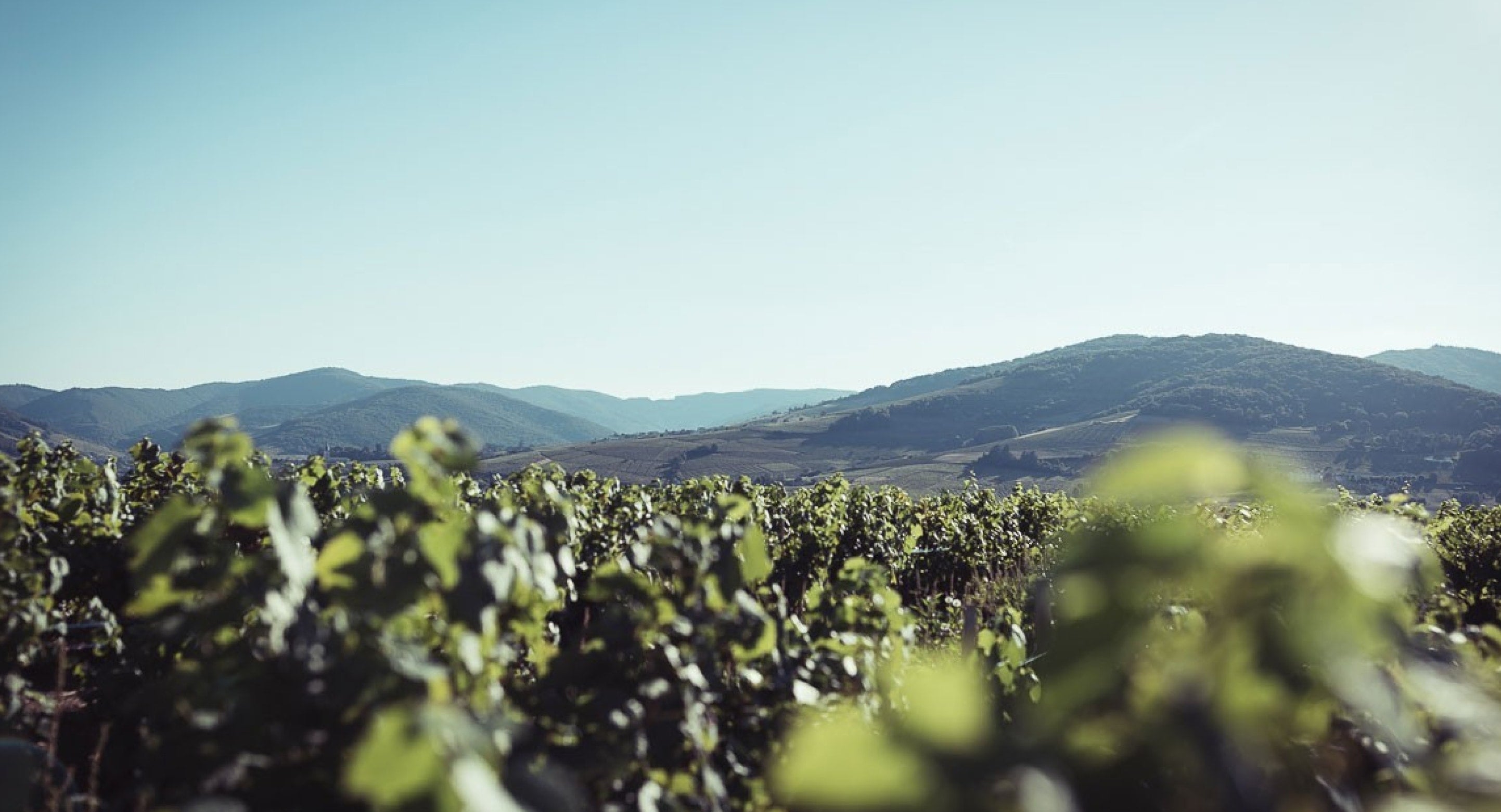 Ein Blick auf die Weinberge der Weinregion Beaujolais