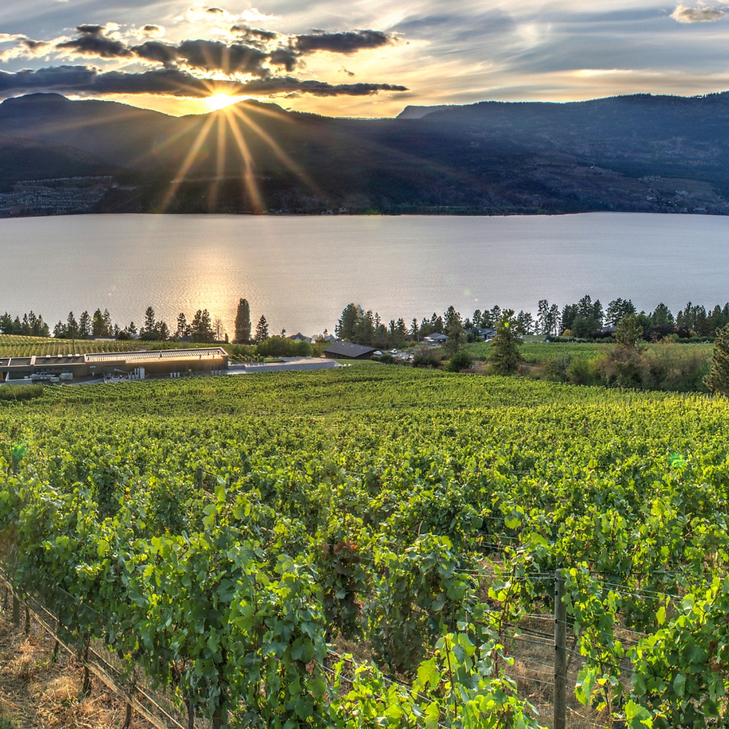 Blick vom Weingut 50th Parallel Estate Winery auf den Okanagan Lake