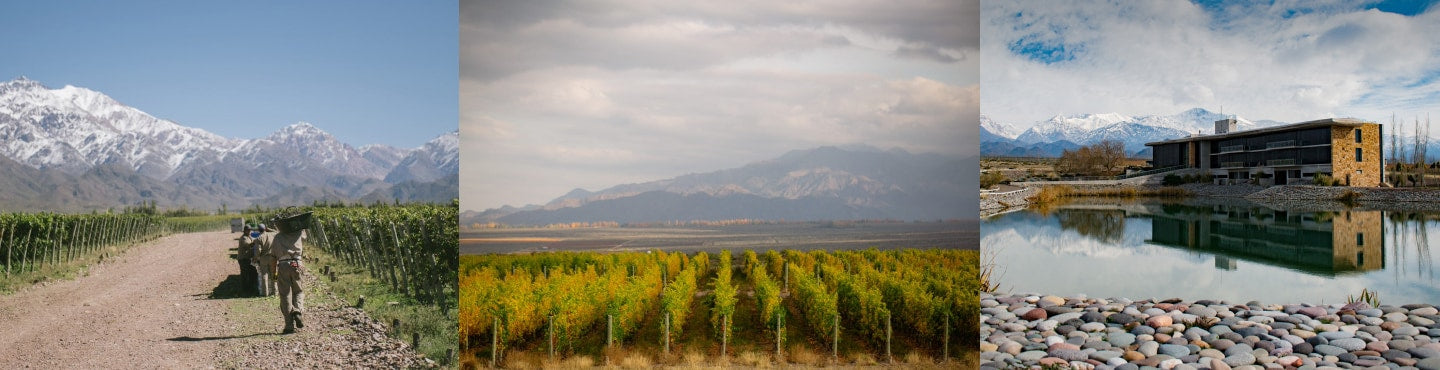 winegrowing in Argentina