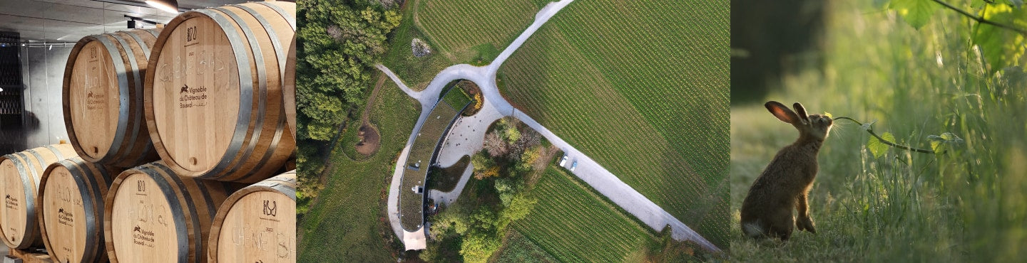 Belgium - the underestimated wine country on the rise