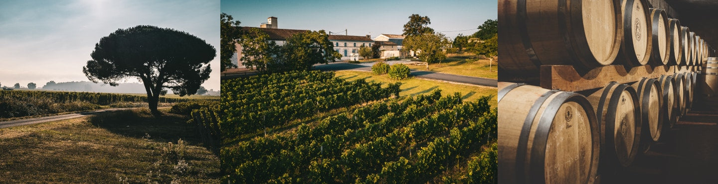 Frankreich - das Land der großen Weine und feinen Nuancen
