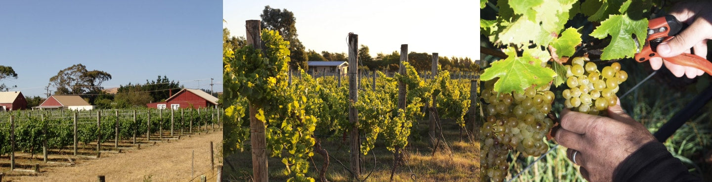 Neuseeland - Wein mit technischer Finesse und spiritueller Freiheit