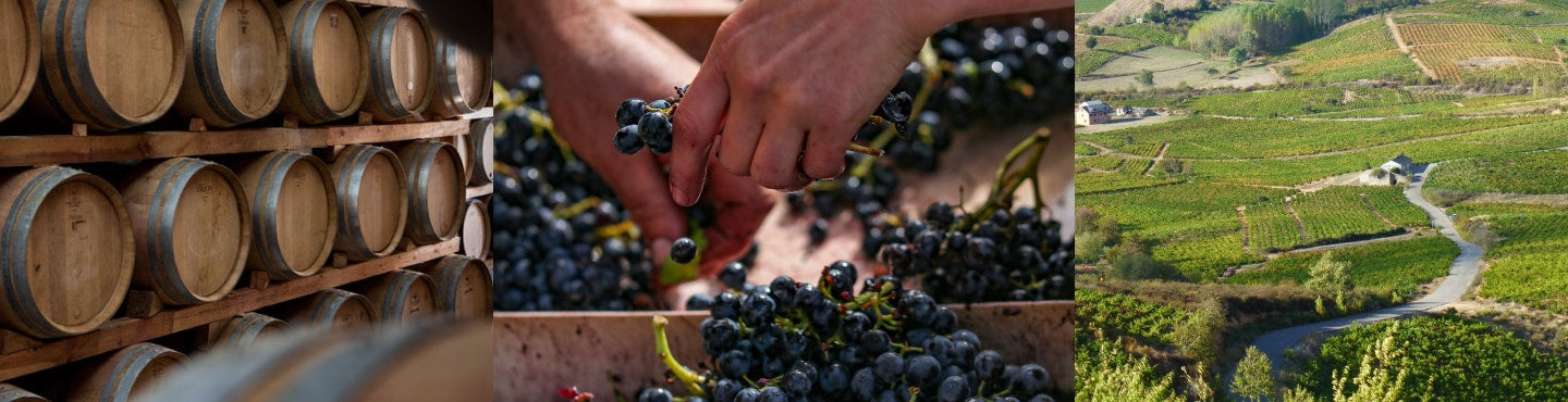 Spanische Weine - Authentischer Genuss aus den Weinregionen Spaniens