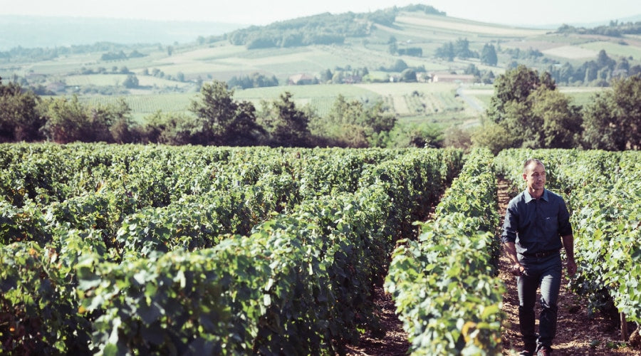 Discover Beaujolais Red Wine - Gamay from the Heart of France